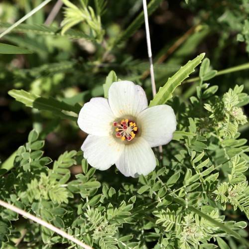 saucer-like, white flower with yellow stamens, gray-green stems, and gray-green leaves with serrated margins