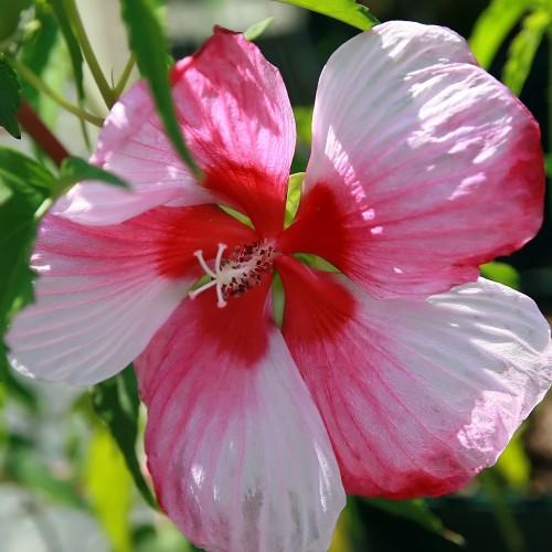 Pink-red flowers with red center pink-white stigma, white style, burgundy anthers, white filaments, green leaves and stems.