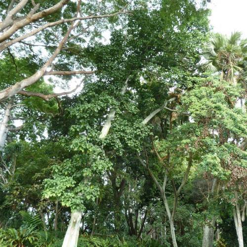 tree with green leaves and woody gray, upright stem and branches