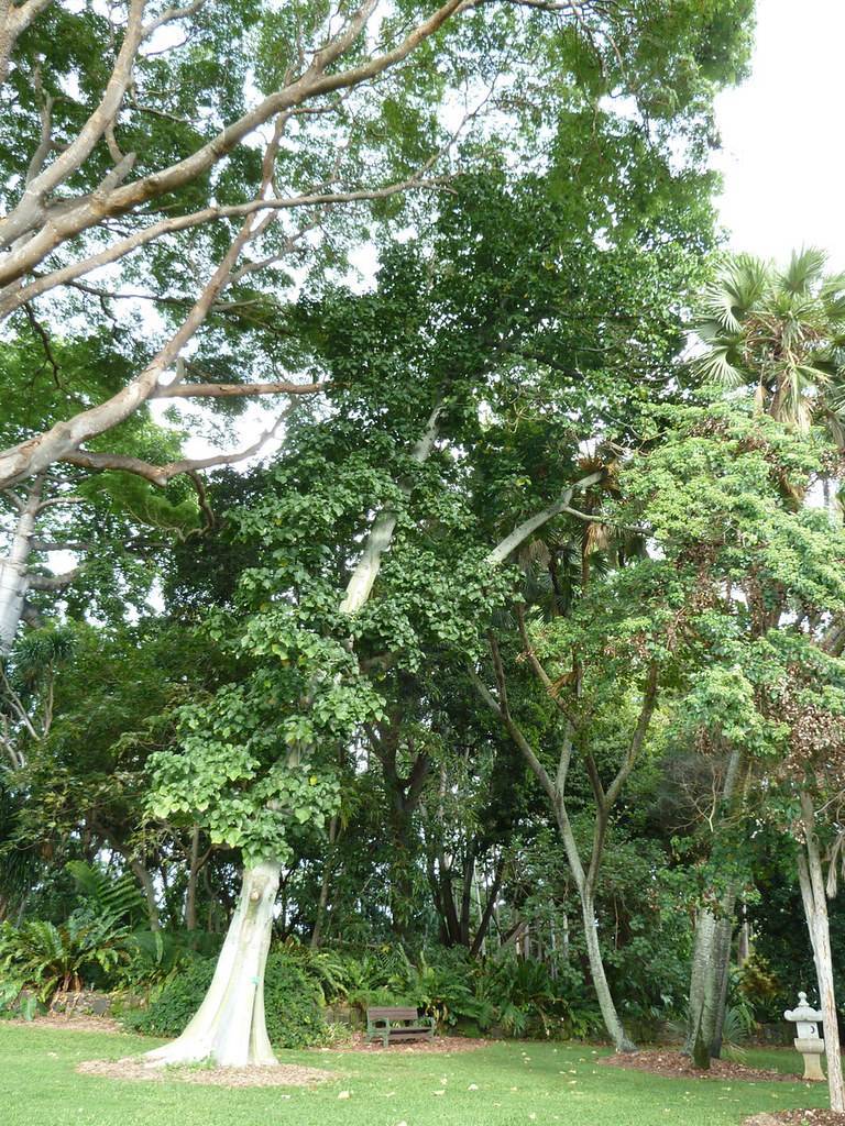 tree with green leaves and woody gray, upright stem and branches