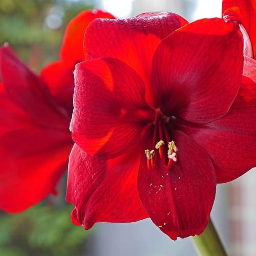 Red flower with white stigma, red style, yellow anthers, red filament and green stems.