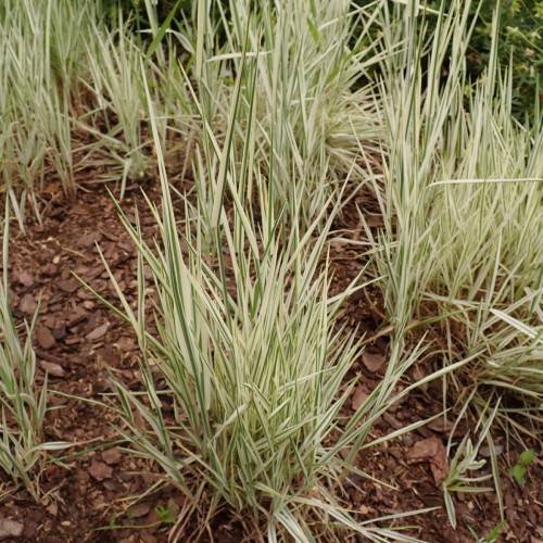 green-beige foliage