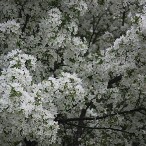 Brown twigs, full of white-green flowers with green leaves.