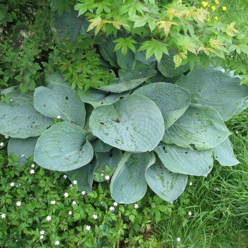 Light-green leaves with white midrib and blades.