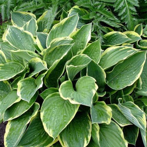 Green leaves with yellow midrib and blades.