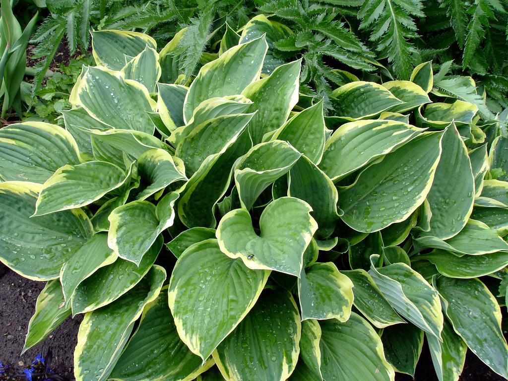 Green leaves with yellow midrib and blades.