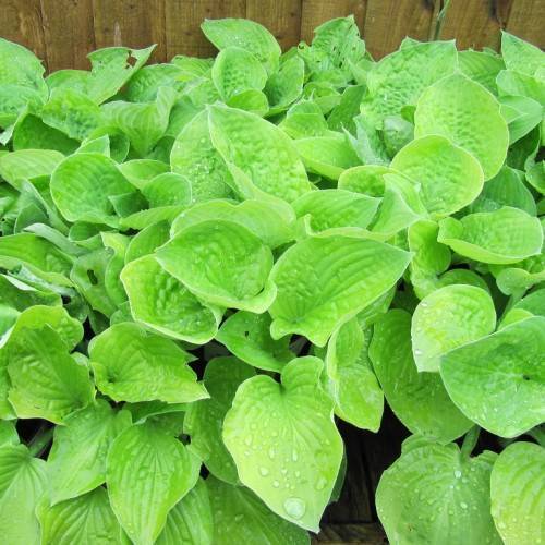 broad, heart-shaped, green leaves with smooth edges




