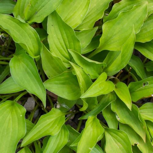 Hosta 'Aztec Treasure' showcasing foliage with heart-shaped leaves in shades of yellow-green