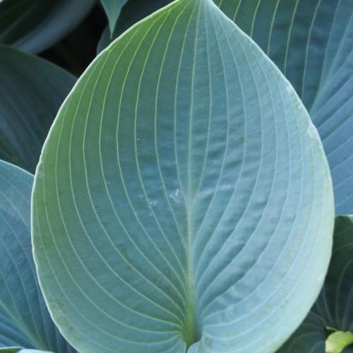 Light-green leaves with white blades, yellow midrib and veins.