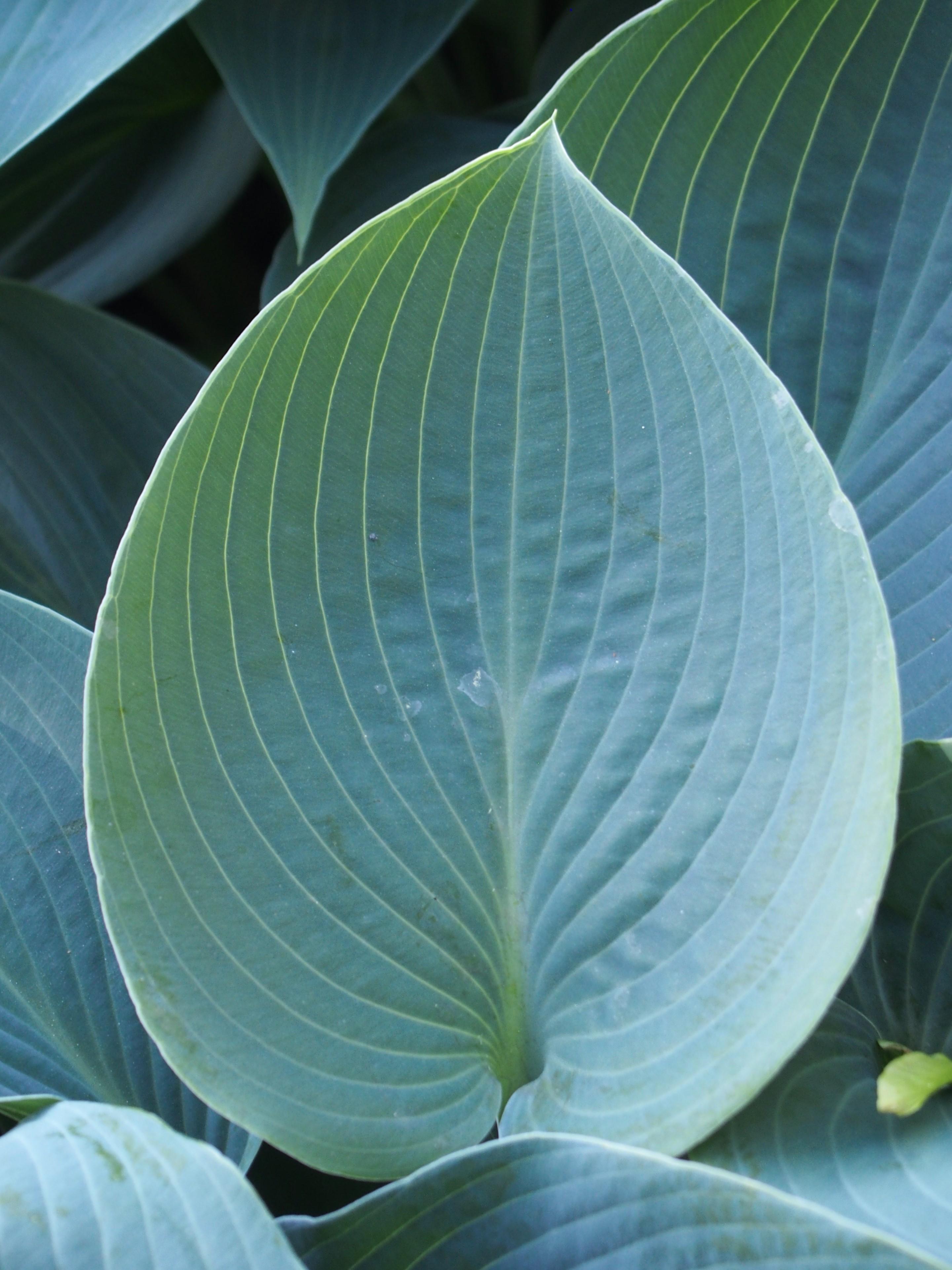 Light-green leaves with white blades, yellow midrib and veins.