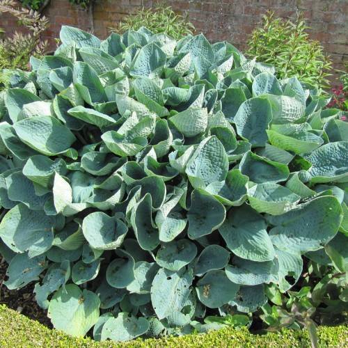 heavily puckered, large, rounded, deep blue-green leaves