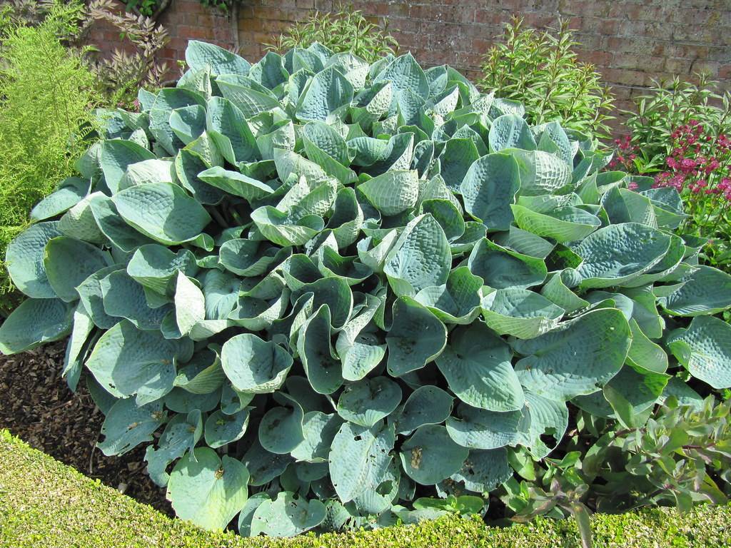 heavily puckered, large, rounded,  deep blue-green leaves