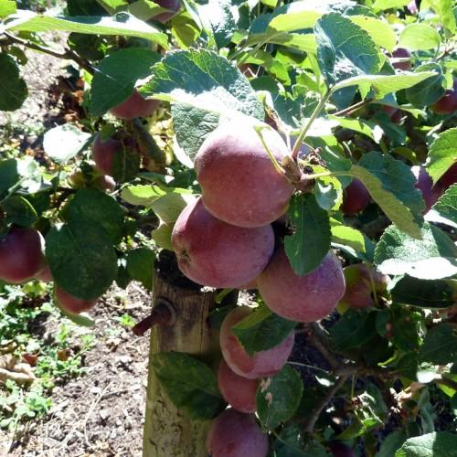 A green-brown branch consisting of green leaves with green stem and pink-green fruits (Apples).