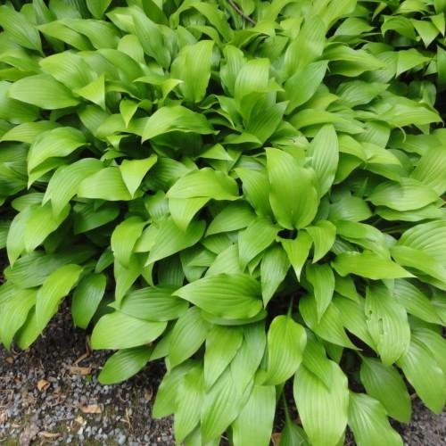 Green leaves with brown stems.