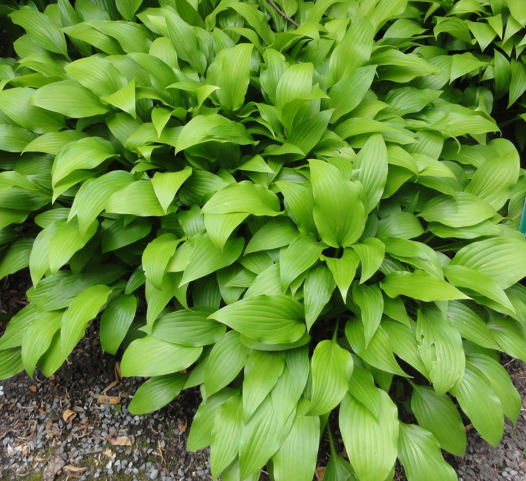 Green leaves with brown stems.