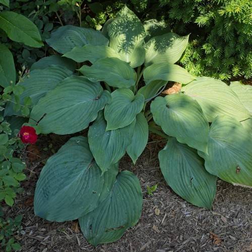 large, heart-shaped, deep blue-green leaves with smooth margins and green stems