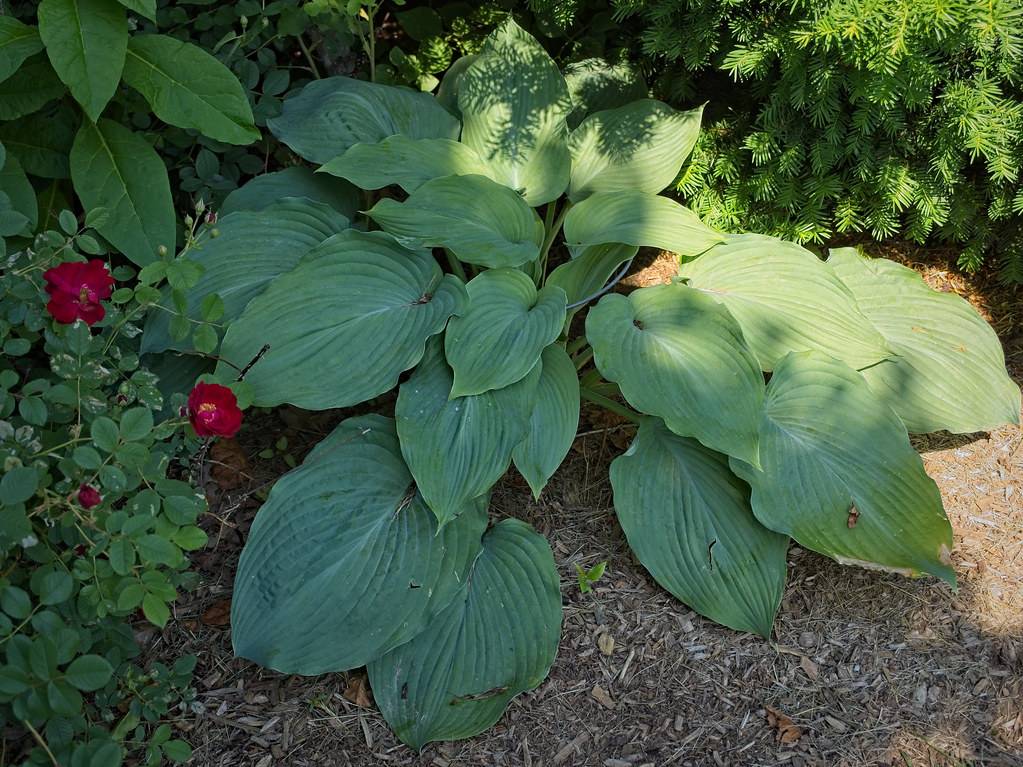 large, heart-shaped, deep blue-green leaves with smooth margins and green stems