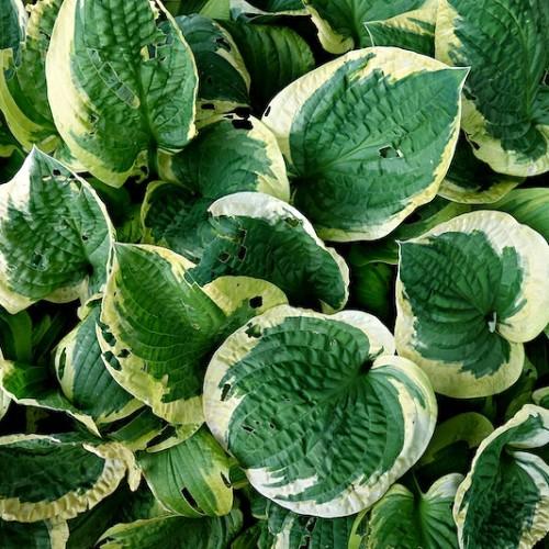 Yellow-green leaves .