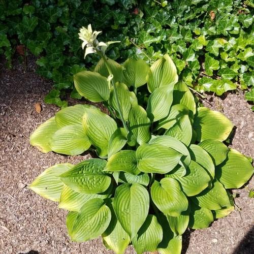 White flower with lime-green leaves and stem.