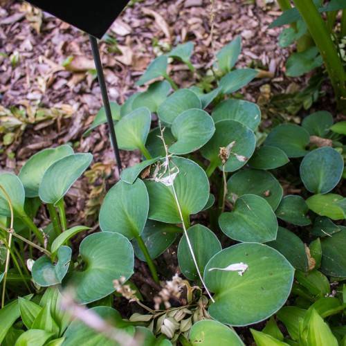 large, rounded, deep blue-green leaves with smooth margins and green stems