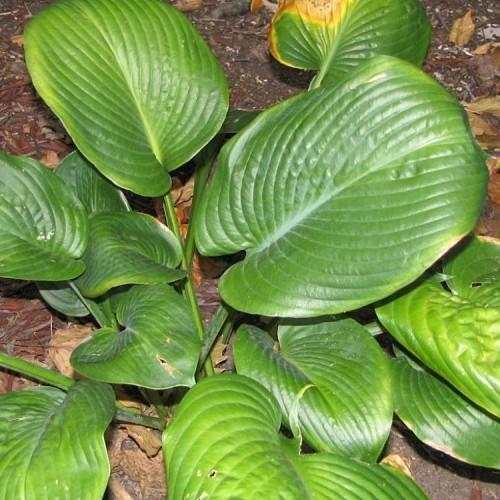 Green leaves with yellow midrib, veins and green stems.