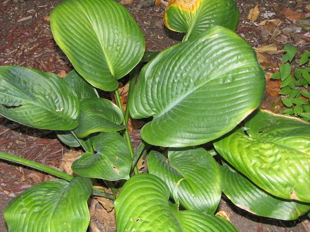 Green leaves with yellow midrib, veins and green stems.