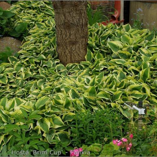 Hosta 'Brim Cup' showcasing foliage with cup-shaped leaves in shades of green and yellow