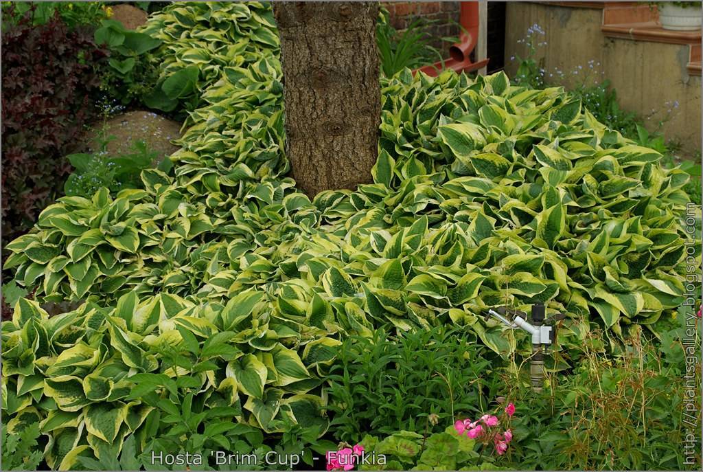 Hosta 'Brim Cup' showcasing foliage with cup-shaped leaves in shades of green and yellow