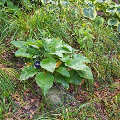 Chinese Hosta cathayana featuring its lush and elongated heart-shaped leaves in shades of green