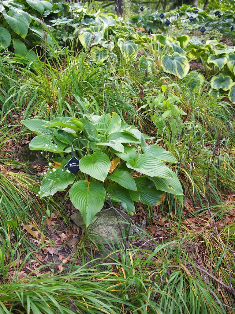 Chinese Hosta cathayana featuring its lush and elongated heart-shaped leaves in shades of green