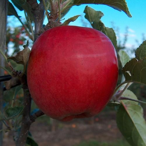 red fruit with green leaves and brown branches