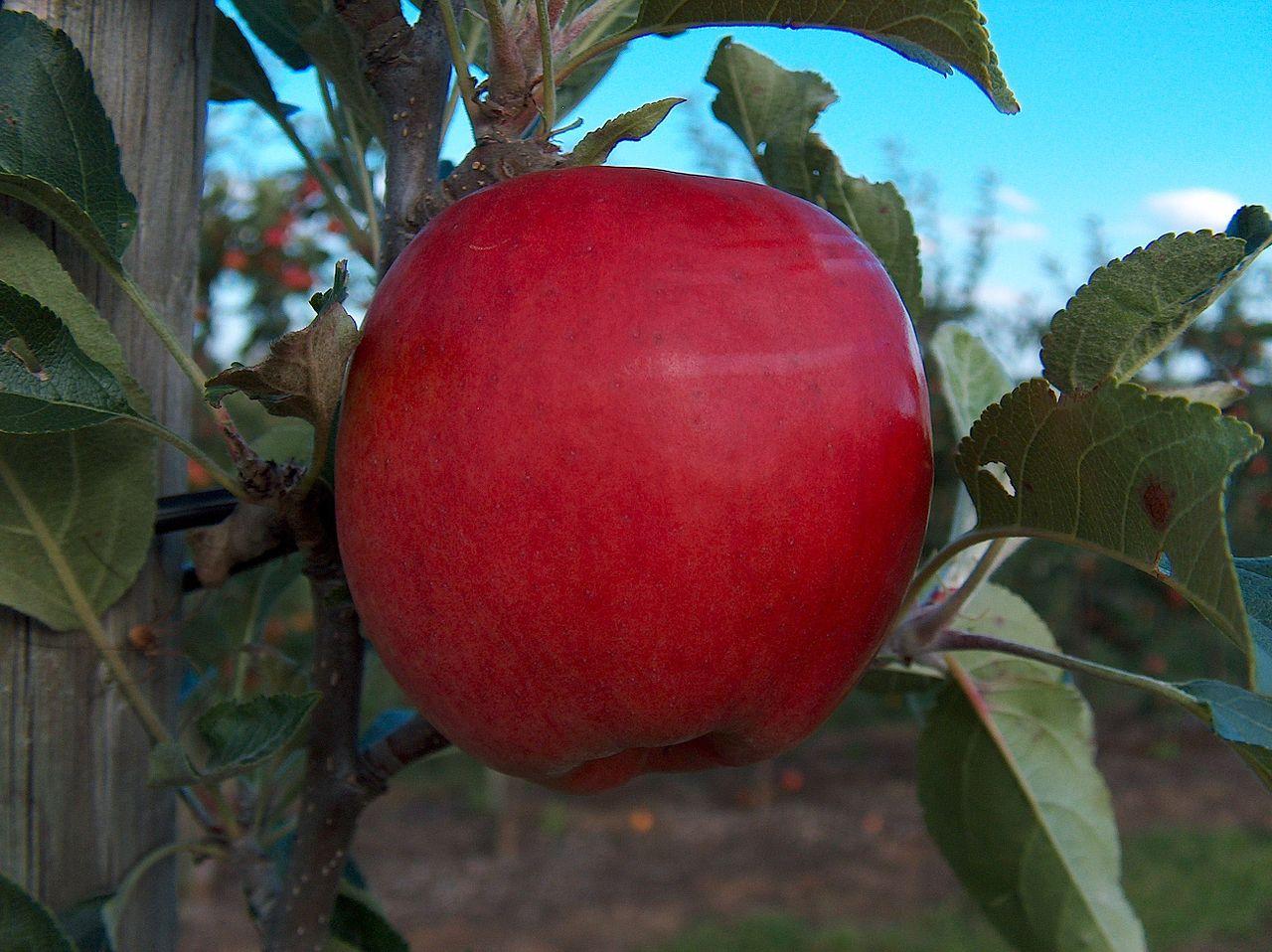 red fruit with green leaves and brown branches