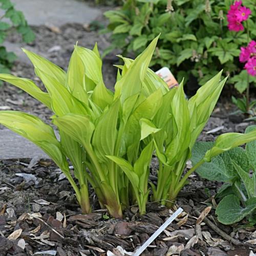 Lime-green leaves with green blades and lime-green stems