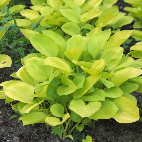 Lime-yellow leaves and stems.