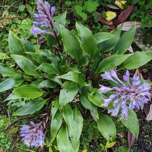 Violet-white flowers , white stigma, white style, yellow anthers, white filaments, green leaves, violet-white buds, brown stems, yellow blades, green petiole, yellow midrib and veins.