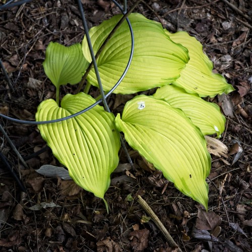 Lime-yellow leaves with petiole.