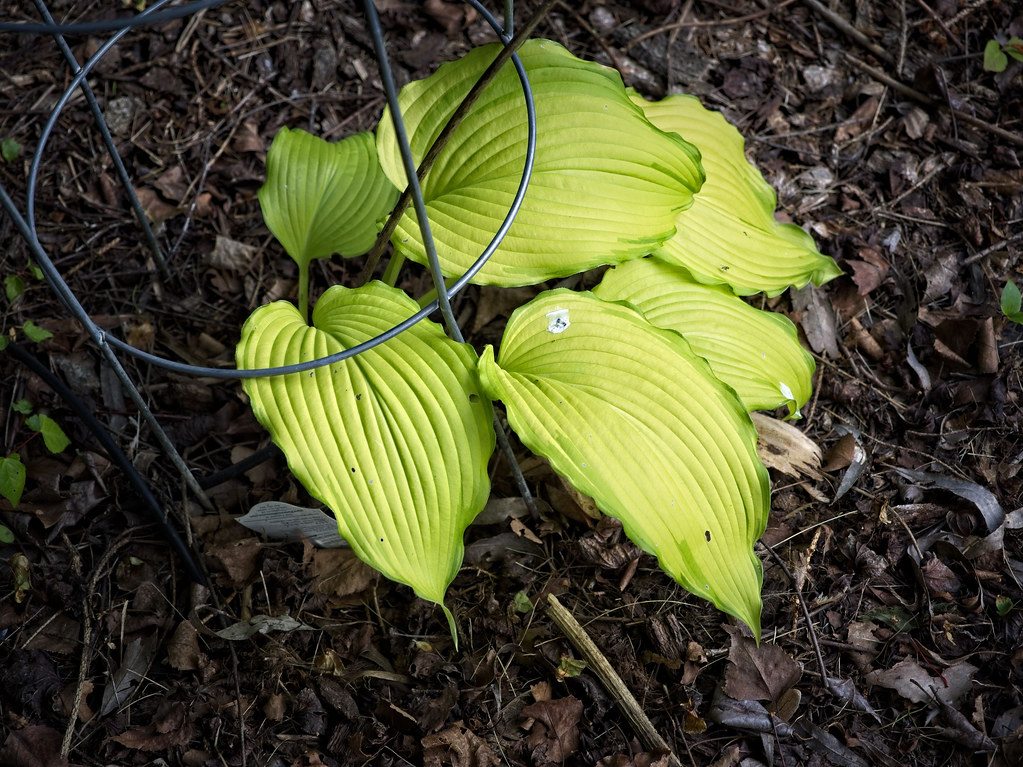 Hosta 'Gold Edger' showcasing vibrant, gold-green leaves that form a compact mound