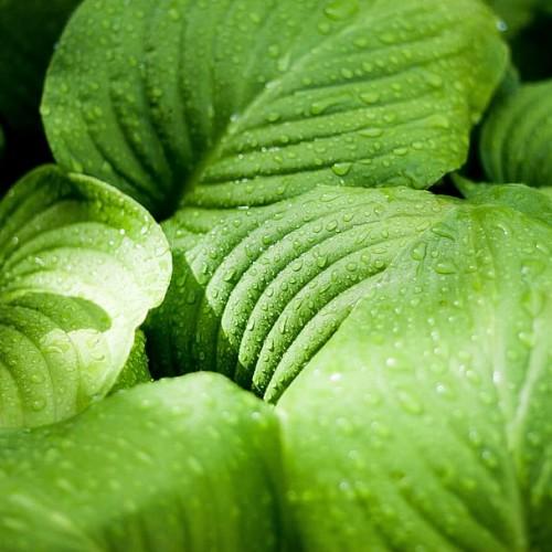 Green leaves with white midrib.