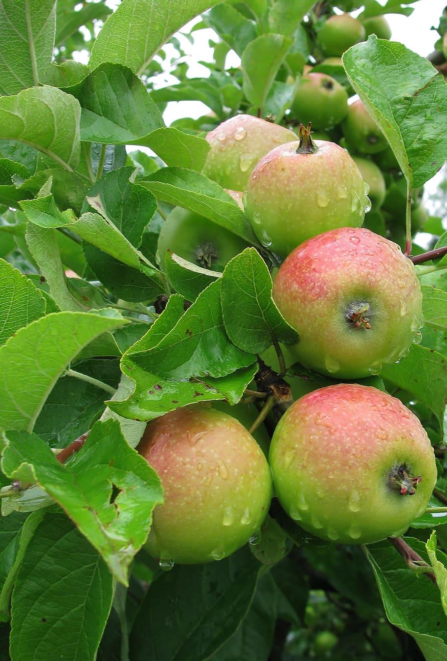 red-lime fruits and green leaves with green-burgundy branches