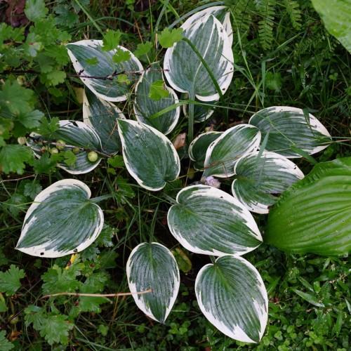green-white leaves with green midrib, green petiole and white blades.