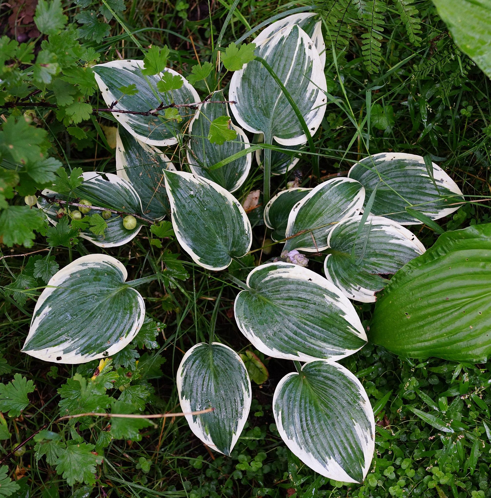 green-white leaves with green midrib, green petiole and white blades.