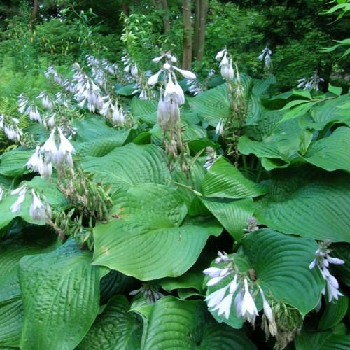 Whie flowers with white stigma, white buds, green leaves and stems