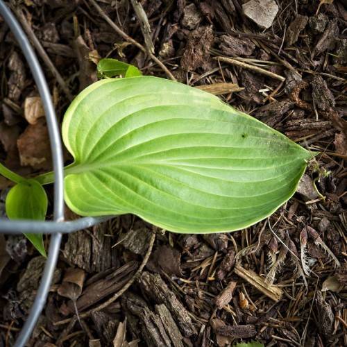Hosta 'Empress Wu' with broad, heart-shaped yellow, green leaf showing prominent vein pattern