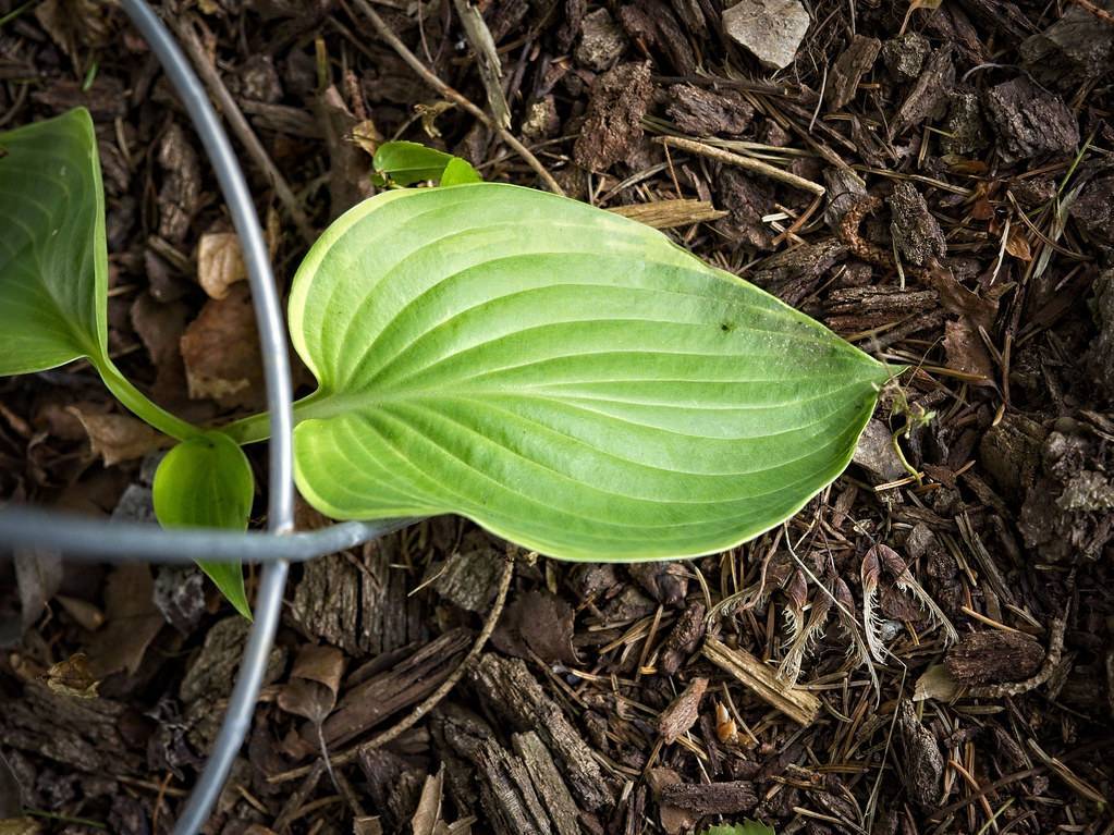 Hosta 'Empress Wu' with broad, heart-shaped yellow, green leaf showing prominent vein pattern