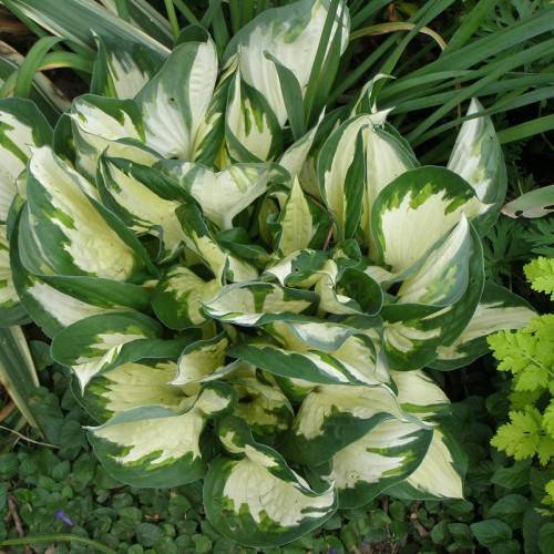 Hosta 'Fire and Ice' showcasing contrasting foliage with heart-shaped leaves in shades of green and crisp white centers