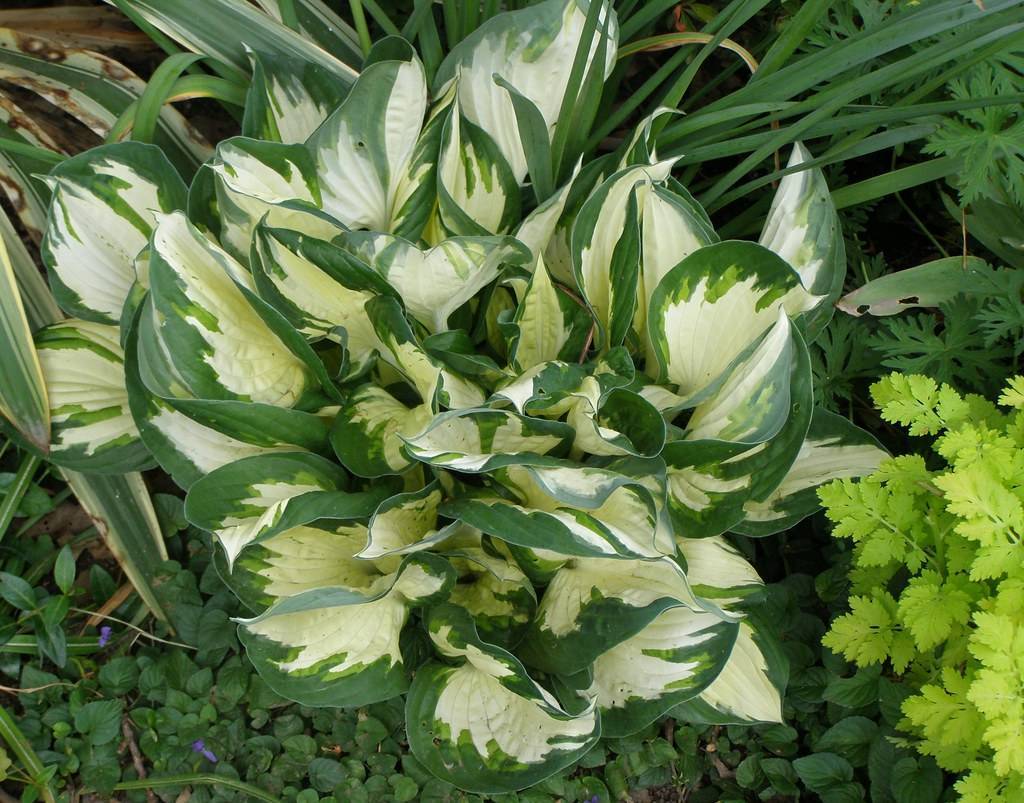 Hosta 'Fire and Ice' showcasing contrasting foliage with heart-shaped leaves in shades of green and crisp white centers