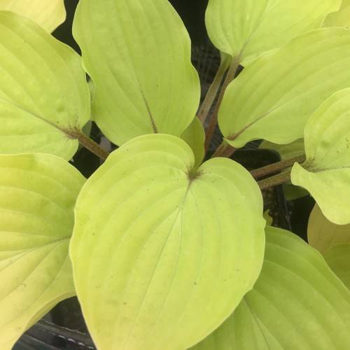 Hosta 'Fire Island' featuring heart-shaped leaves in shades of bright chartreuse and yellow.