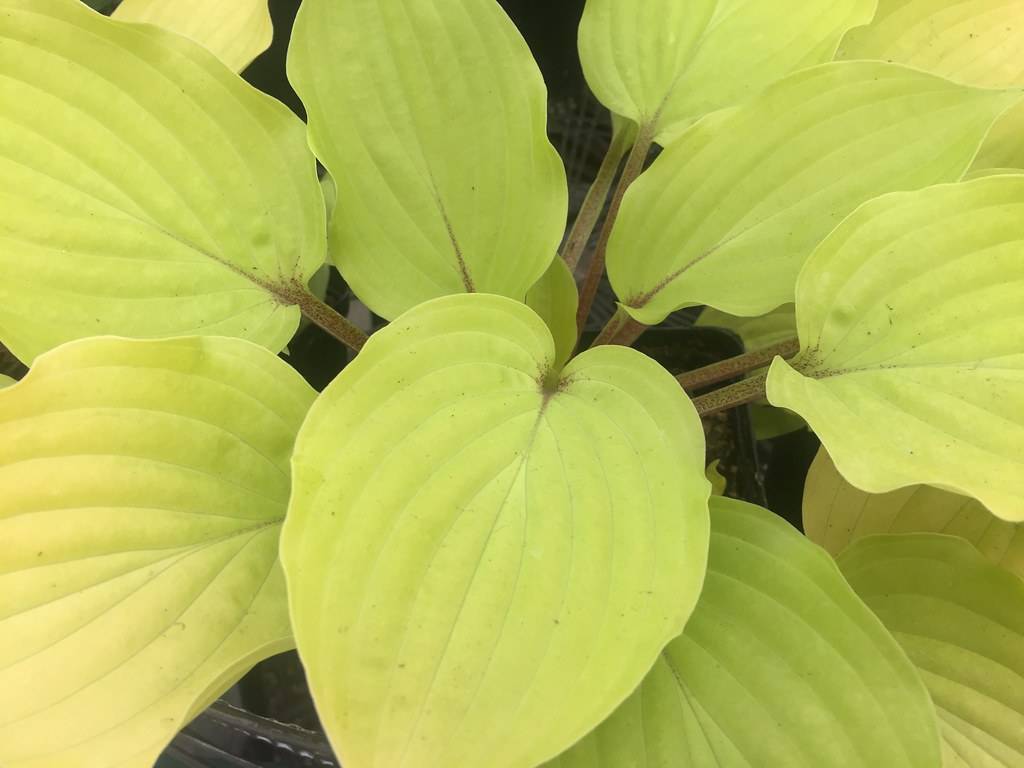 Hosta 'Fire Island' featuring heart-shaped leaves in shades of bright chartreuse and yellow.