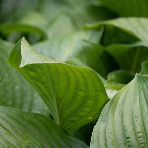 Green leaves.