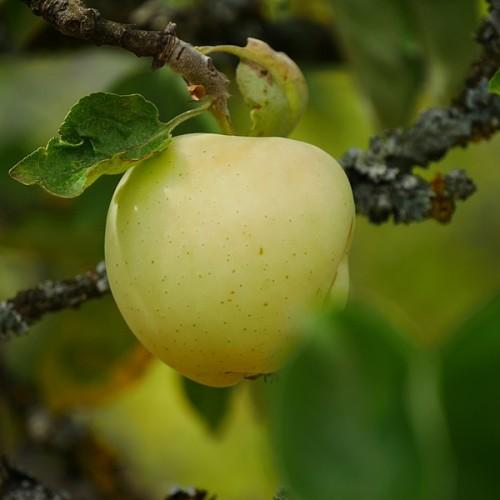 yellow-lime fruit with green leaves and brown branches